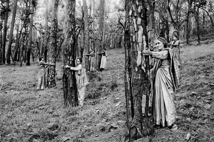 TreeHuggers004