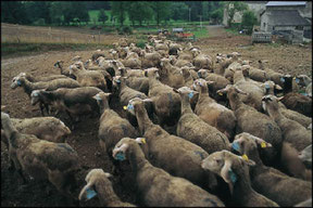 MOUTONS