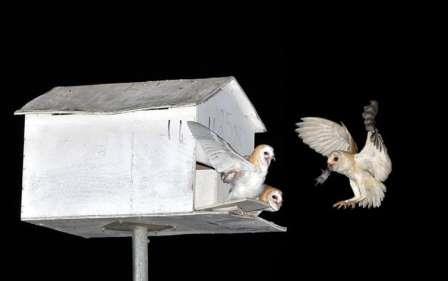 chouettes
