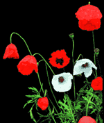 redwhitepoppy